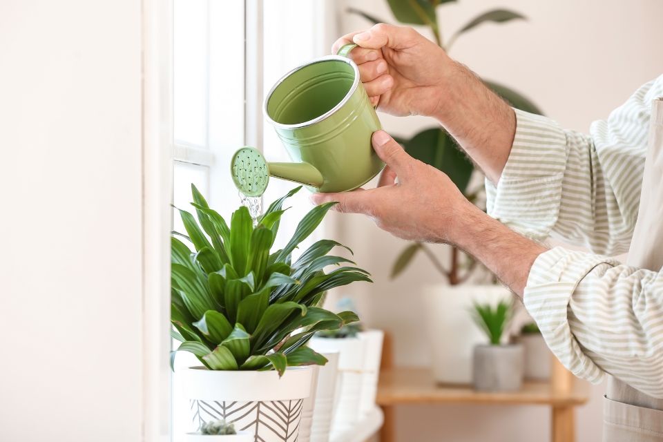 watering a house plant